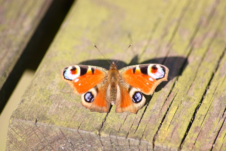 Aglais io , esattamente un anno fa.